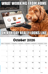 The Memeing of Life Theme Template