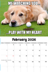 The Memeing of Life Theme Template