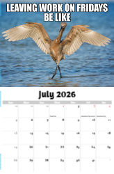 The Memeing of Life Theme Template