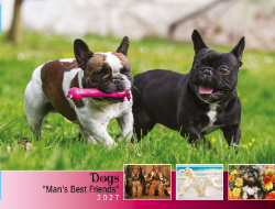 Dogs, Man's Best Friend Theme Template