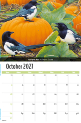 Garden Birds Theme Template