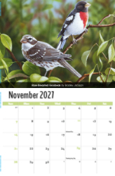 Garden Birds Theme Template