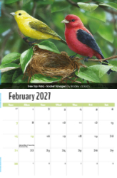 Garden Birds Theme Template