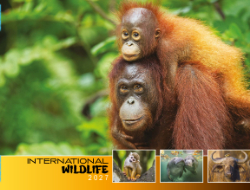 International Wildlife Theme Template