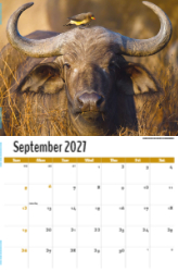 International Wildlife Theme Template