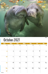 International Wildlife Theme Template