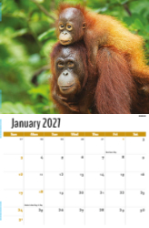 International Wildlife Theme Template