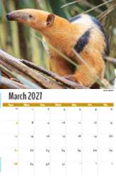 International Wildlife Theme Template