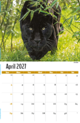 International Wildlife Theme Template