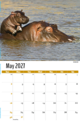 International Wildlife Theme Template