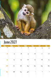 International Wildlife Theme Template