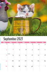 Kittens Theme Template