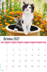Kittens Theme Template