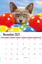 Kittens Theme Template
