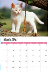 Kittens Theme Template