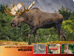 North American Wildlife Theme Template