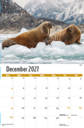 North American Wildlife Theme Template