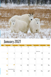 North American Wildlife Theme Template