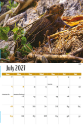 North American Wildlife Theme Template