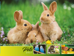 Pets Theme Template