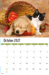Pets Theme Template