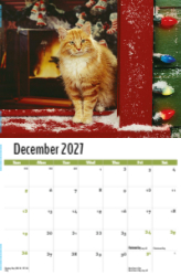 Pets Theme Template