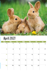 Pets Theme Template
