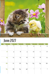 Pets Theme Template