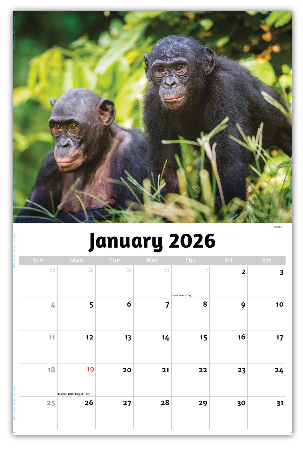2026 International Wildlife wall calendar
