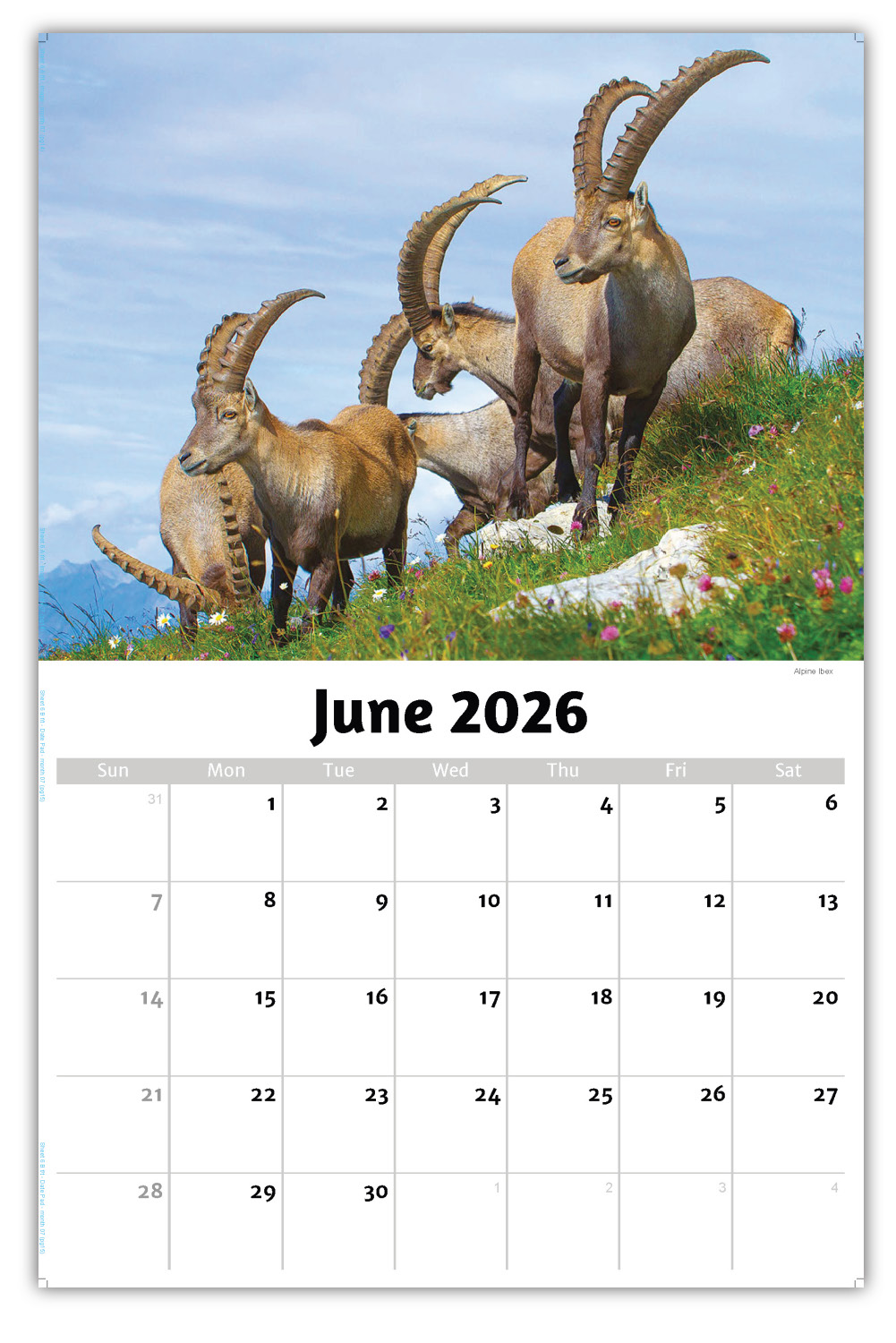 2026 International Wildlife wall calendar