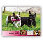 2027 Dogs wall calendar