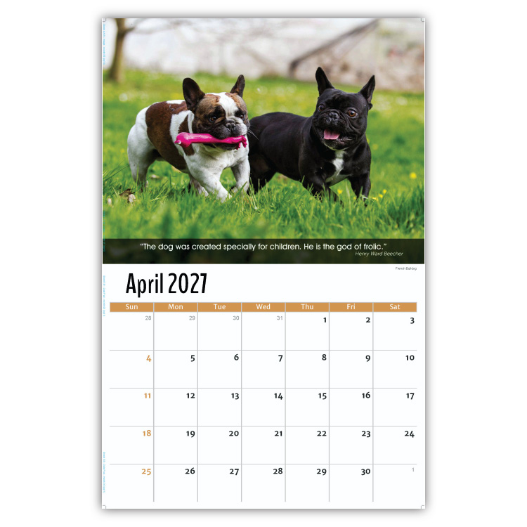 2027 Dogs wall calendar