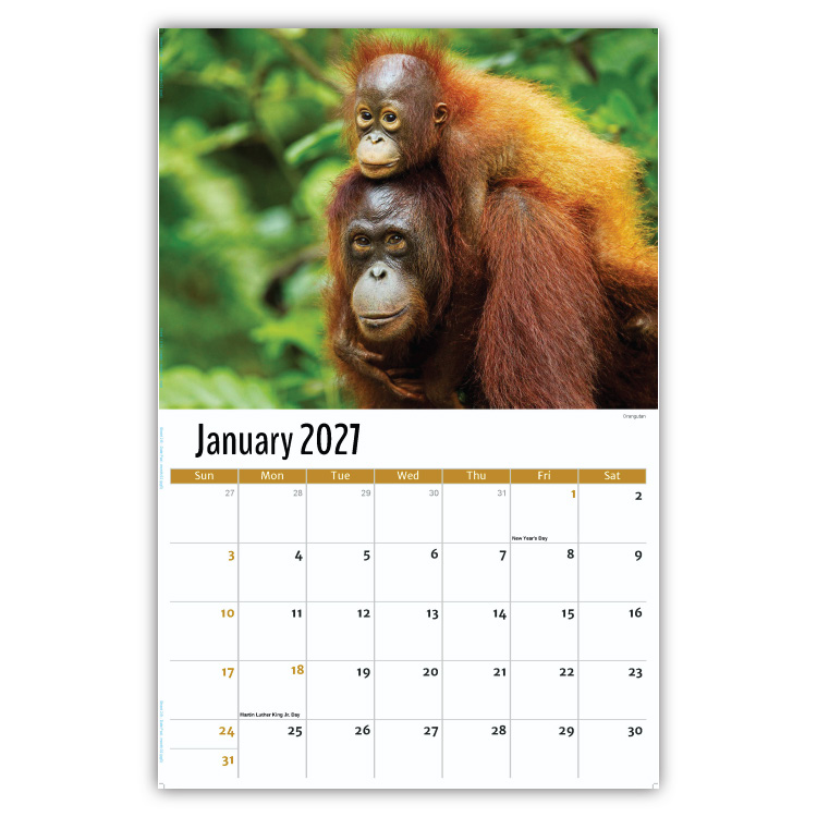 2027 International Wildlife wall calendar