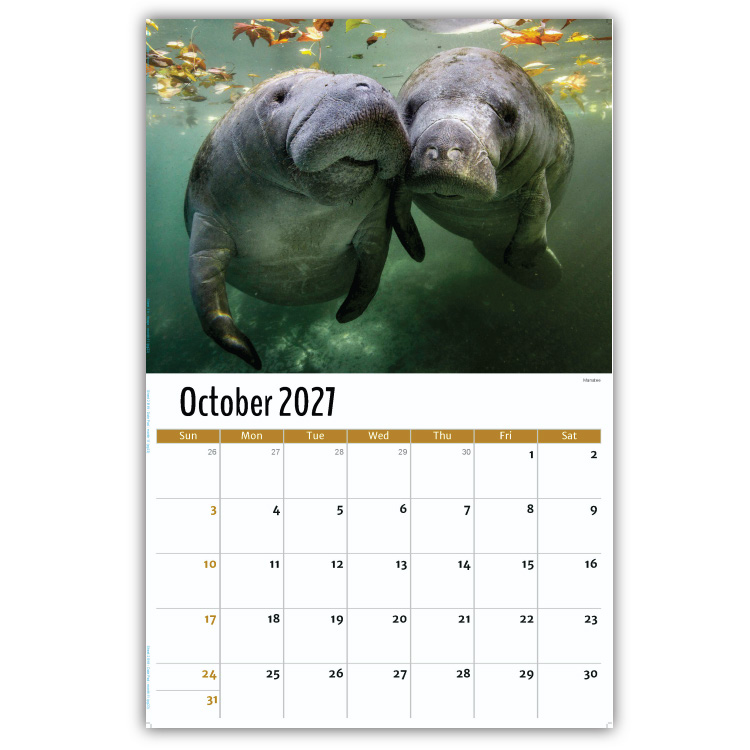 2027 International Wildlife wall calendar