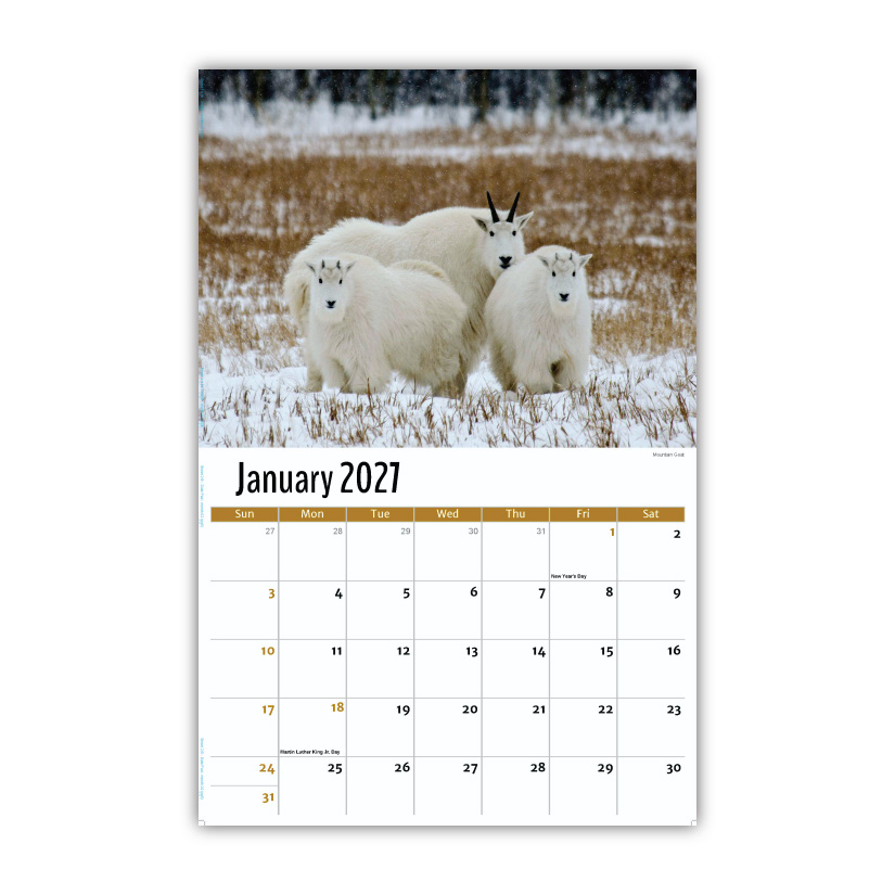 2027 Wall Calendar - North American Wildlife