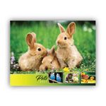 2027 Pets Wall Calendar
